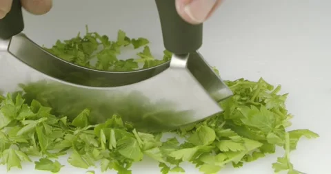Cutting a bunch bundle of flat leaf parsley Stock Footage 146116418