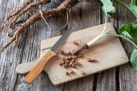 Cutting up burdock root on a cutting board Foto stock