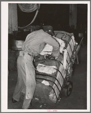 Cutting burlap bag to take sample of cotton from bale. Compress, Houston, ... Stock Photos