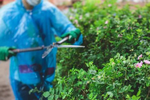 Cutting bushes and plants using garden pruners scissors, process of landscapi Stock Photos