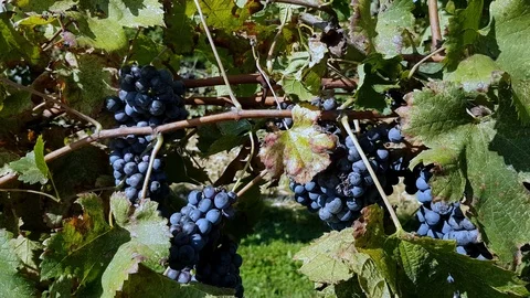 Cutting a Cabernet grapevine bunch of grapes by gloved hand close up, Stock Footage 126604131
