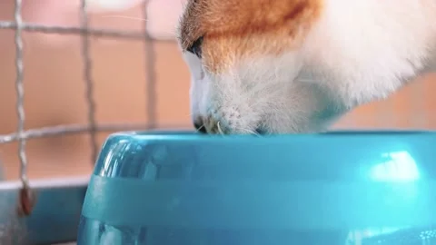 Cutting cat sharp claws with modern nail clippers or trimmer Stock Footage 168852226