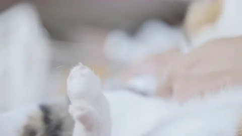 Cutting cat sharp claws with modern nail clippers or trimmer Stock Footage 179513139