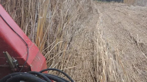Cutting Cattails (Typha) in a Marsh Stock Footage 58722549