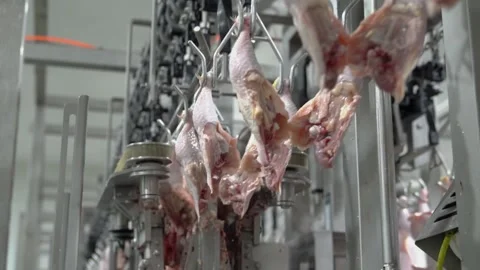 Cutting chicken legs01 Stock Footage 221905730