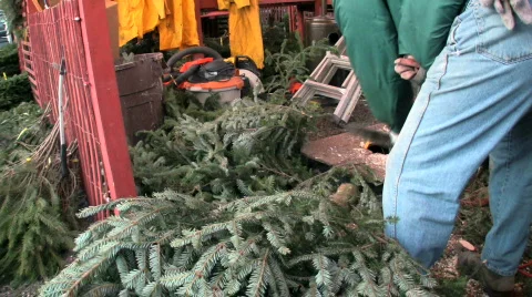 Cutting the Christmas tree limbs Stock Footage 300359
