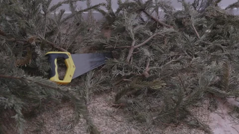 Cutting Christmas tree into pieces for disposal after holidays Stock Footage 332907794