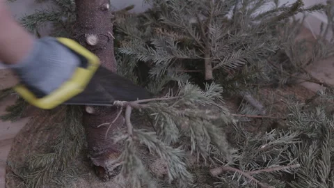 Cutting Christmas tree into pieces for disposal after holidays Stock Footage 332908125