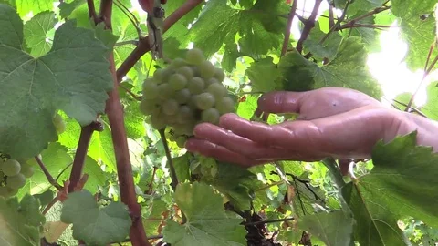 Cutting of a cluster of white grapes Stock Footage 74466907