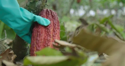 Cutting cocoa Stock Footage 125080912