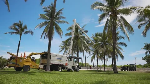 Cutting Off Coconuts From Palm Trees in Florida, Ocean Drive Miami Beach Stock Footage 200847805