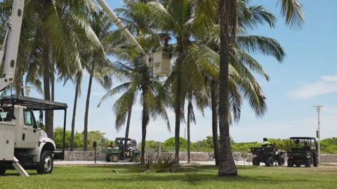 Cutting Off Coconuts From Palm Trees in Florida, Ocean Drive Miami Beach Video stock 200848684