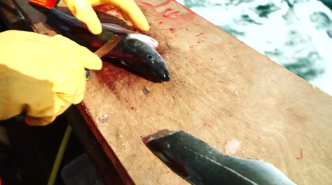 Cutting cod fish Stock Footage 44209096