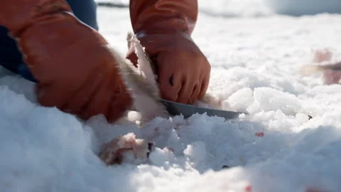 Cutting Cod for Fishing Baits, Ice Fishing in Greenland. 스톡 동영상 281272835