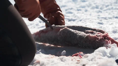 Cutting Cod on Sea Ice in Greenland. 스톡 동영상 281270352