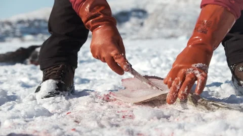 Cutting Cod on Sea Ice in Uummannaq, Greenland. 스톡 동영상 281285391