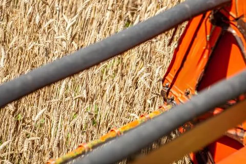 Cutting from the combine GRAY STRAW Stock Photos