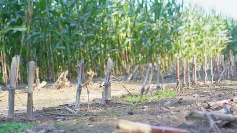 Cutting corn dried stems on cornfield plantation during agriculture harvesting. Stock Footage 151590605