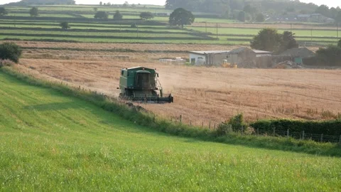 Cutting the corn Stock Footage 159561158