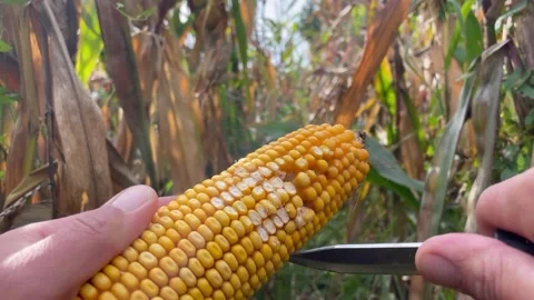 Cutting corn with a knife in the field Stock Footage 252355090