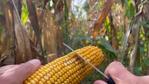Cutting corn with a knife in the field yellow corn Stock Footage 252354549