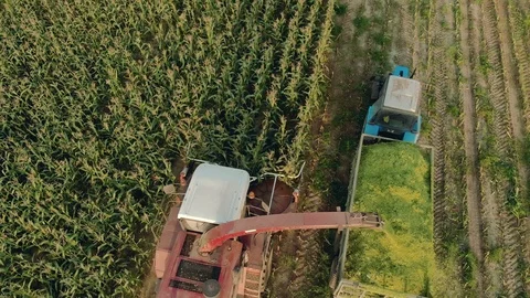 Cutting corn silage with a self-propelled machine and filling a tractor trailer Stock Footage 122250087