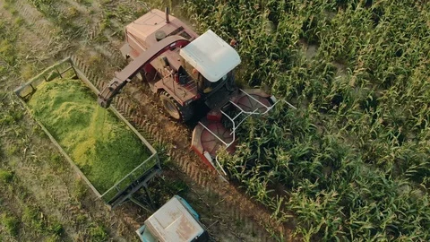 Cutting corn silage with a self-propelled machine and filling a tractor trailer Stock Footage 122364652