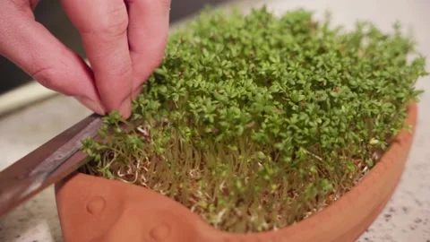 Cutting cress in a pot Stock Footage 236010713