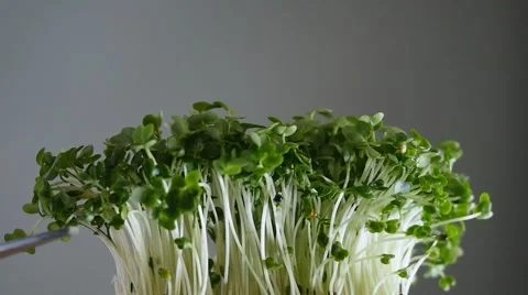 Cutting cress shoots which float away instead of falling Video stock 49100342