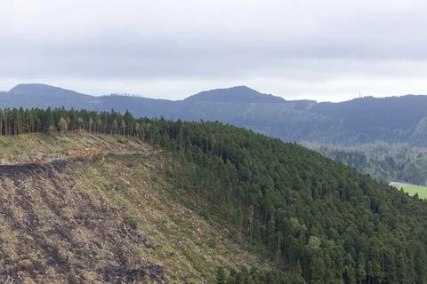 Cutting cryptomeria trees in the forest. Sete Cidades, Sao Miguel, Azores Stock Photos