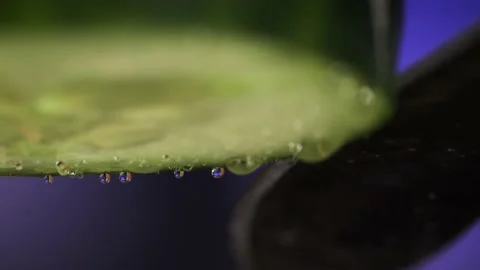 Cutting Cucumber Stock Footage 147190244