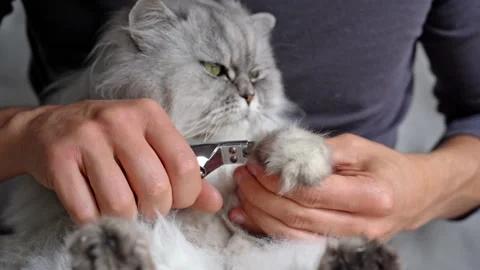 Cutting cute grey cat claws with nail clipper or claws trimmer. Cat claws care. Stock Footage 148938582
