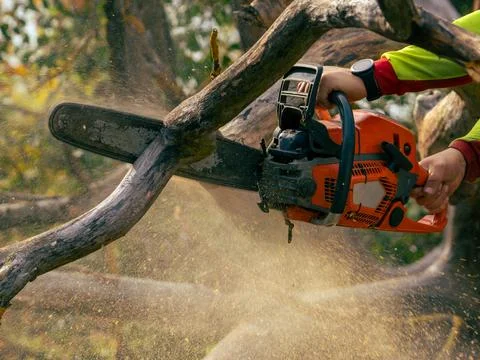 Cutting off a dead branch while holding a chainsaw Stock Photos