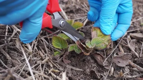 Cutting dead Strawberry leaves in Spring Stock Footage 237509558