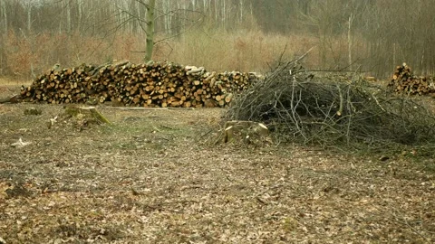 Cutting deforestation, logging cut industry pile timber of felled wood branches Stock Footage 151173808