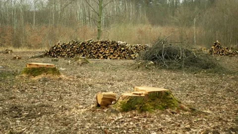 Cutting deforestation, logging cut industry pile timber of felled wood branches Stock Footage 151387791