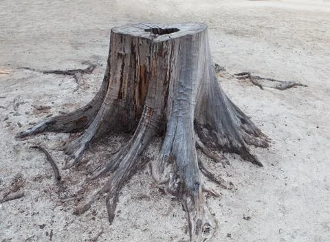 Cutting died of pine tree stump  on sand beach Stock-Fotos