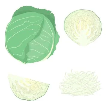 Cutting different slices of fresh cabbage. Vector Stock Illustration