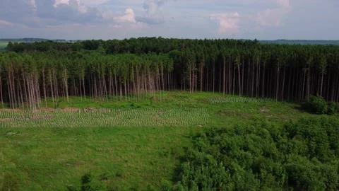 Cutting down and planting trees in the forest Stock Footage 155597043