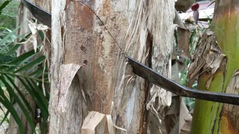 Cutting down banana trees Stock Footage 240100722