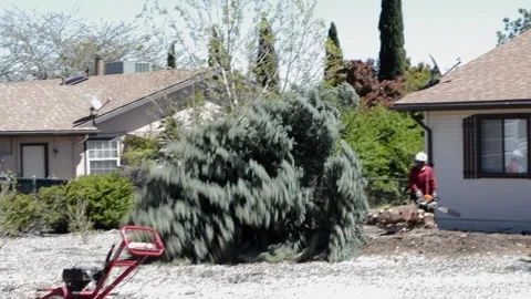 Cutting Down Blue Spruce in Front Yard Stock Footage 248627594