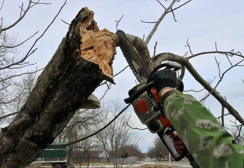 Cutting down a branch on a broken tree with a chainsaw Stock Photos