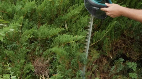 Cutting Down Bushes with a Hedge Trimmer Stock Footage 258087457