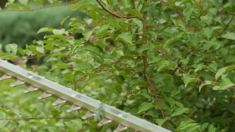 Cutting Down Bushes with a Hedge Trimmer Close up Stock Footage 258087575