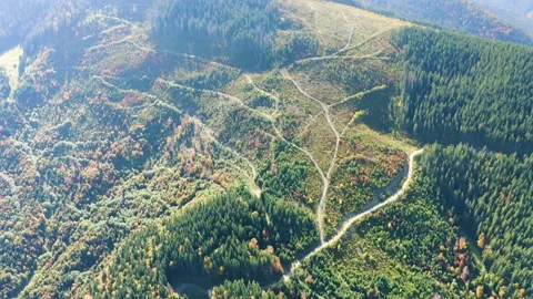 Cutting down the Carpathians drone. Stock Footage 170914101