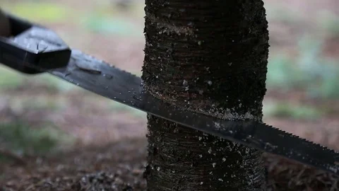 Cutting down a Christmas tree. Using saw on tree trunk. Stock Footage 70263060