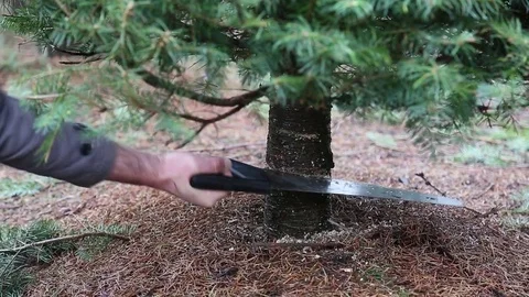 Cutting down Christmas tree. Using saw on tree trunk. Sawing a live tree Stock Footage 70263062