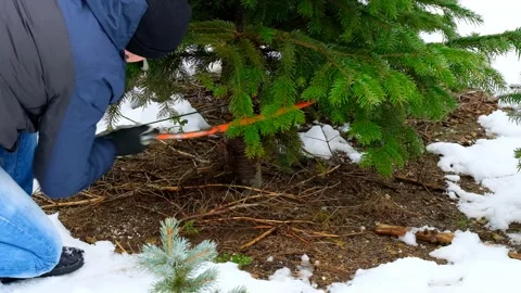 Cutting down Christmas tree in a winter snowy Christmas market. Stock Footage 217434604
