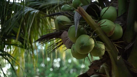 Cutting down coconut fruit Video stock 95819165
