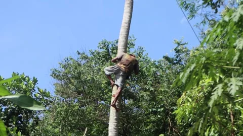 Cutting down coconut trees without safety equipment. Stock Footage 266609895